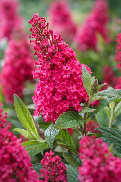 Буддлея Давида Літл Руби|Buddleja davidii Butterfly Candy ® Little Ruby|Буддлея Давида Литл Руби